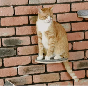 Round Cat Climbing Step
