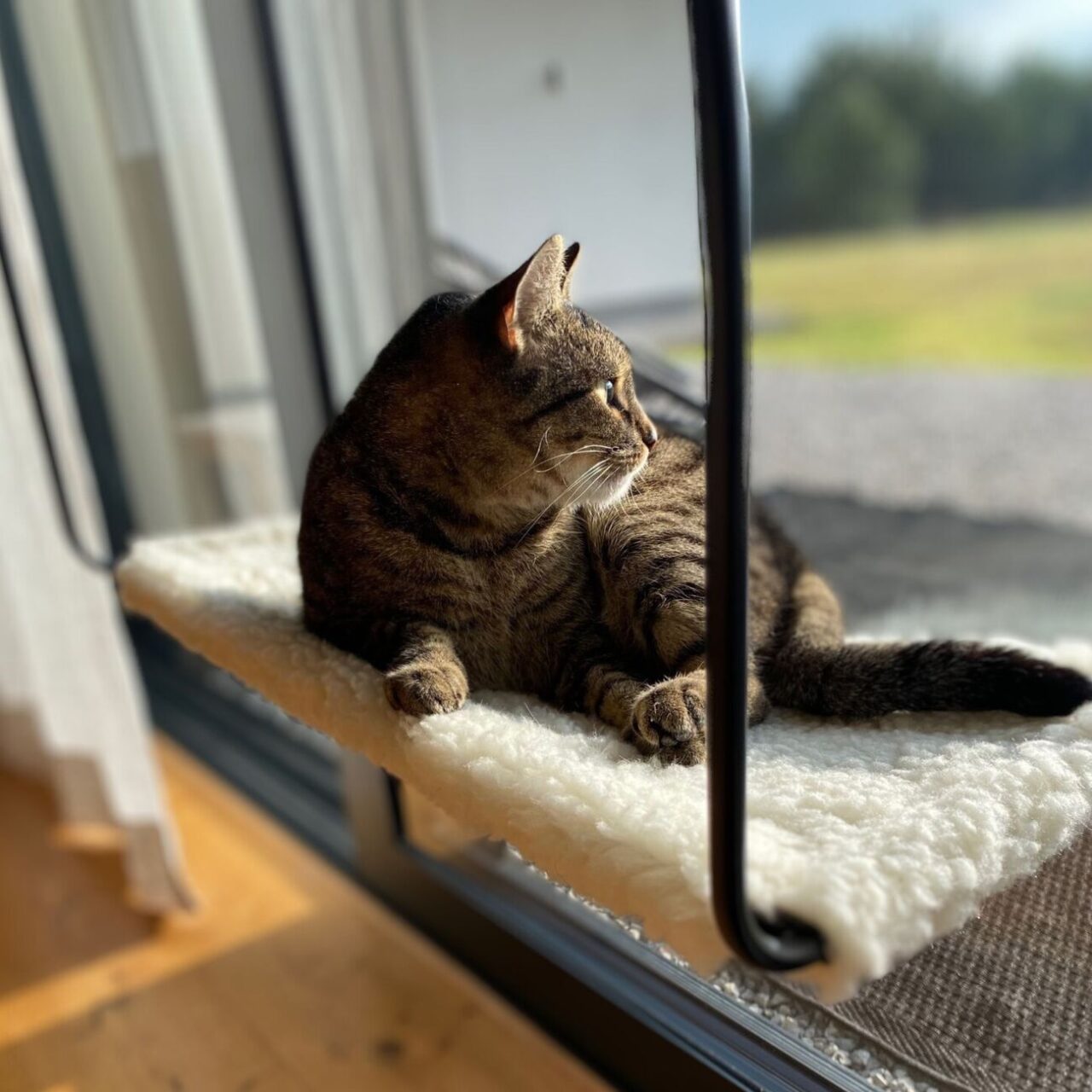 Horizon Cat Hammock