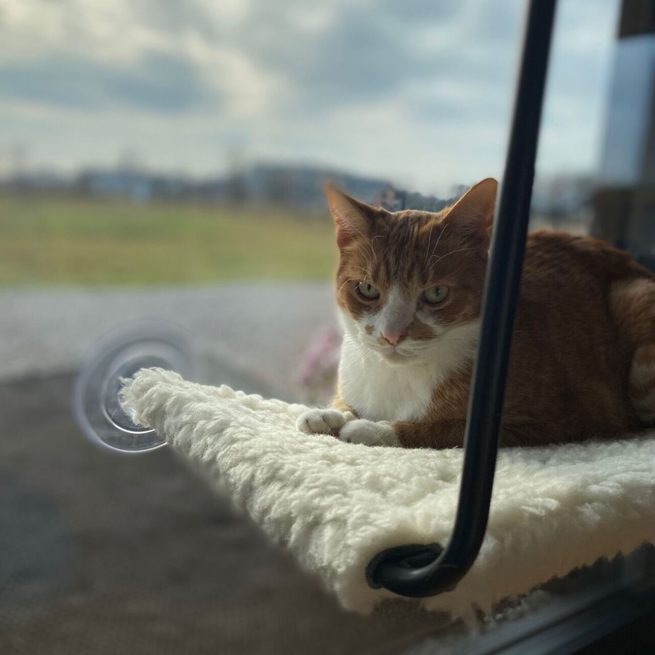 Horizon Cat Hammock - Image 4