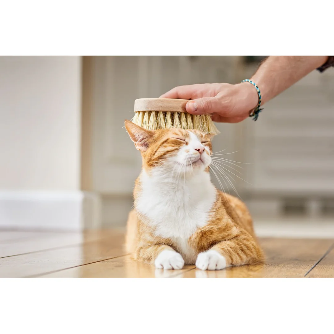 Cat Brush - Image 5