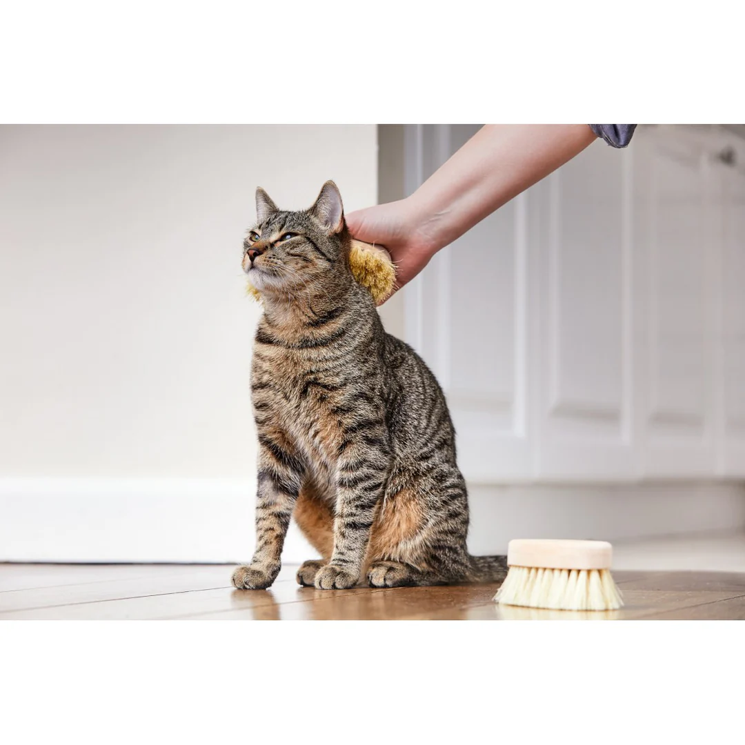 Cat Brush - Image 6