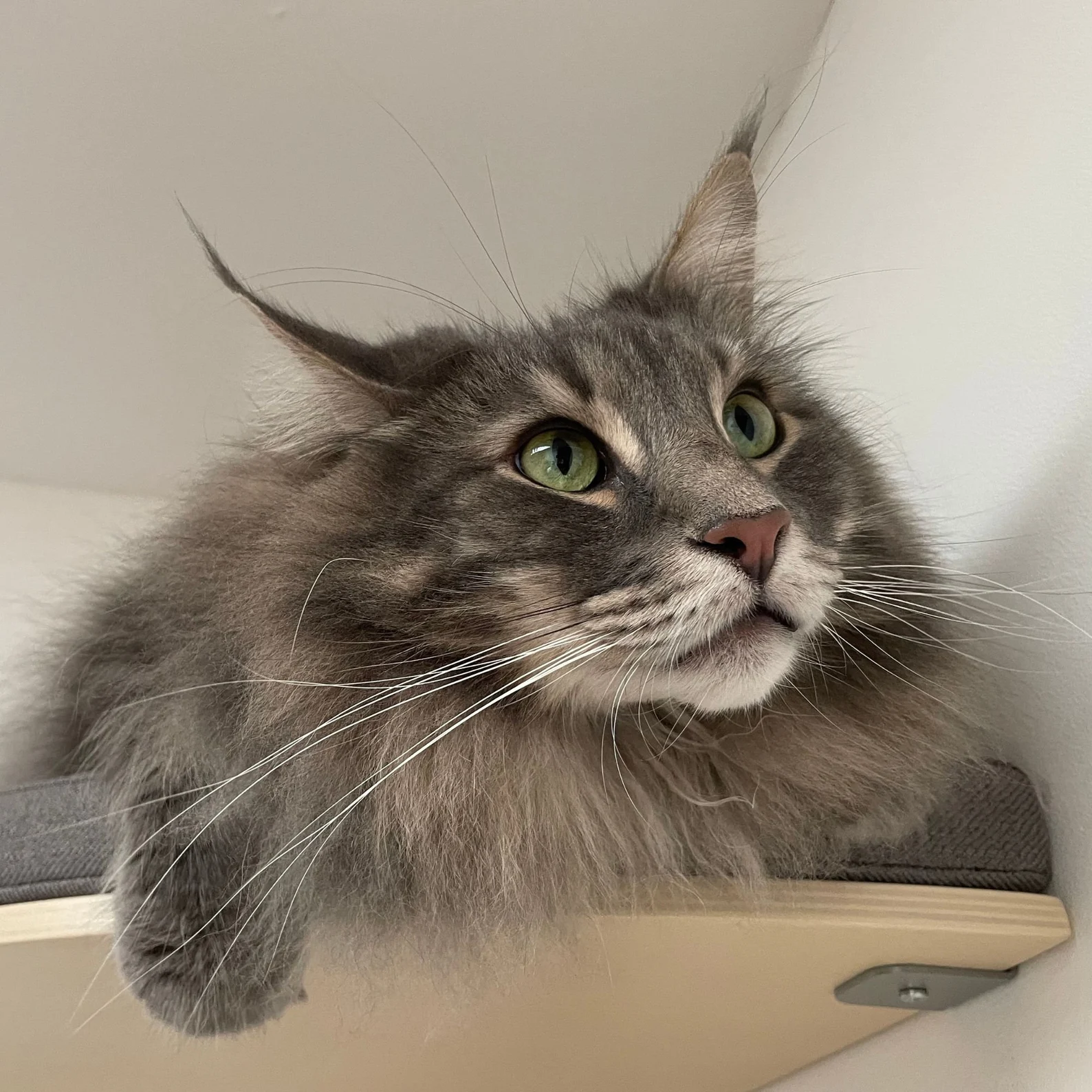 キャットシェルフ 【COSY AND DOZY】 Chill Cat Shelf | COSY AND DOZY